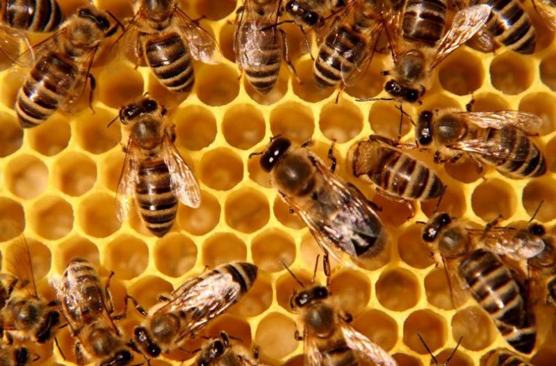 Pčele, med, pčelarstvo